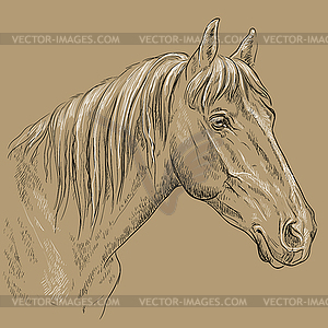 Horse portrait-17 on brown background - vector image