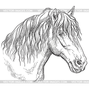 Horse portrait-12 - vector clipart