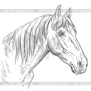 Horse portrait-17 - royalty-free vector clipart