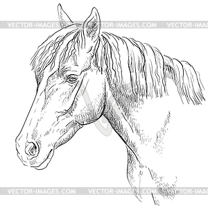 Horse portrait-18 - vector image