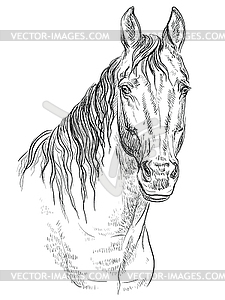 Horse portrait-19 - vector clipart