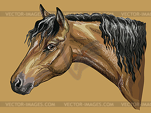 Colorful hand drawing Horse portrait- - vector clipart