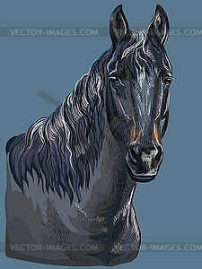 Colorful hand drawing Horse portrait- - vector image