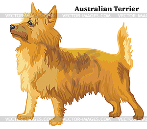 Цветной декоративный портрет австралийца - изображение в векторном формате