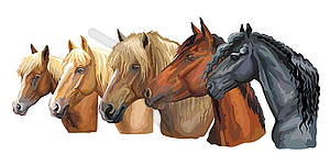 Set of horses breeds  - vector image