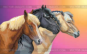 Set of horses breeds  - vector image