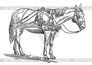 Horse in harness - vector clipart