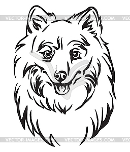 Декоративный портрет пса японского шпица - изображение в векторе / векторный клипарт