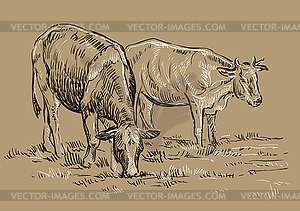 Hand drawing cows - vector clip art