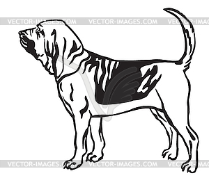 Decorative portrait of Bloodhound Dog - vector image