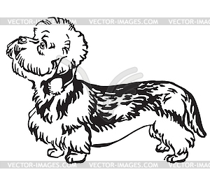 Decorative portrait of Dog Dandie Dinmont Terrier - vector image