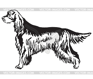 Decorative portrait of Dog Gordon Setter - vector clip art