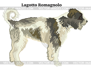 Colored decorative standing portrait of Lagotto - vector clip art