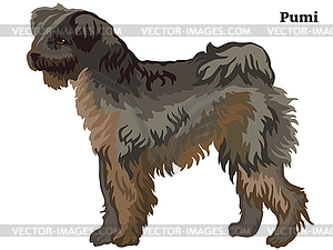 Colored decorative standing portrait of Pumi dog - vector image