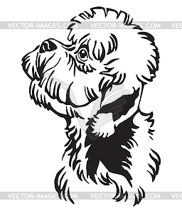 Decorative portrait of Dandie Dinmont Terrier Dog - vector clipart