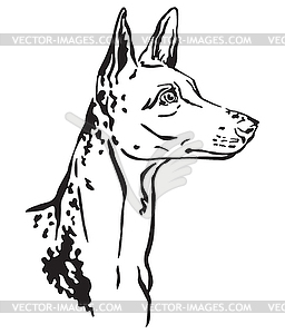 Decorative portrait of Ibizan Hound Dog - vector clip art