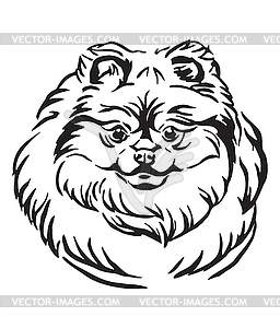 Decorative portrait of Pomeranian Dog - vector image