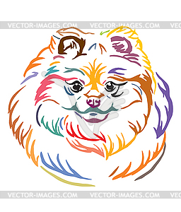 Colorful decorative portrait of Pomeranian Dog - vector image