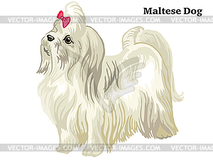 Colored decorative standing portrait of Maltese - vector clipart