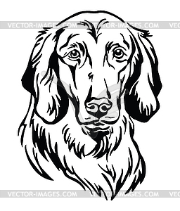 Decorative portrait of Longhaired Weimaraner - vector image