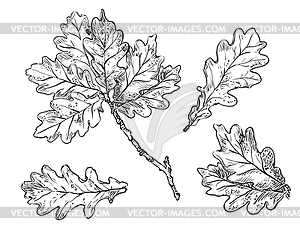Рука рисунок листьев - векторная графика