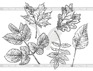 Hand drawing leaves  - vector image