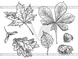 Hand drawing leaves 10 - vector image