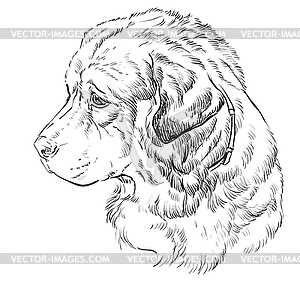 Caucasian Shepherd Dog hand drawing portrait - vector clip art