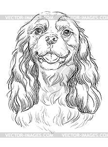 Cavalier King Charles Spaniel hand drawing portrait - vector image