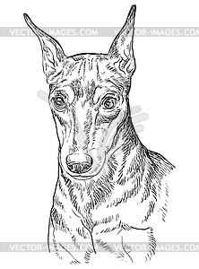 Miniature Pinscher hand drawing portrait - vector image