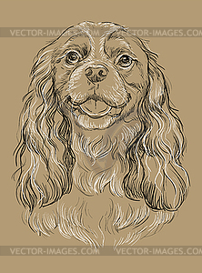 Beige Cavalier King Charles Spaniel hand drawing - vector image