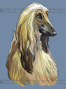 Colorful Afghan Hound hand drawing portrait - vector image