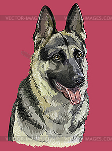 German Shepherd colorful hand drawing portrait - vector image