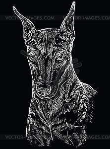 Black Miniature Pinscher hand drawing portrait - vector image