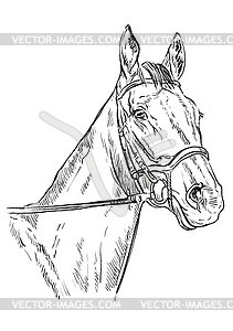 Horse portrait 22 - vector clip art