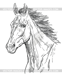 Horse portrait 23 - vector clipart