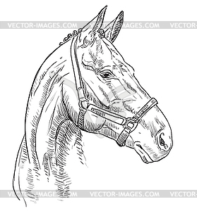 Horse portrait 27 - vector clip art