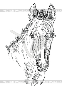 Horse portrait 29 - vector image