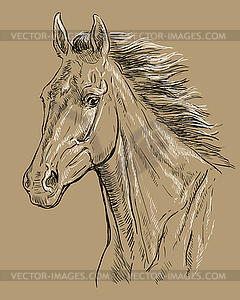 Horse portrait brown 23 - vector clipart