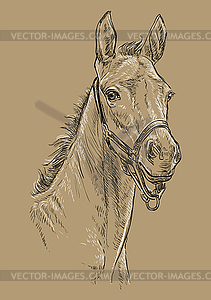 Horse portrait brown 24 - vector image