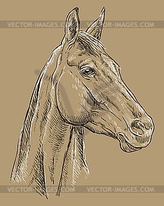 Horse portrait brown 25 - royalty-free vector image