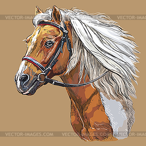 Hand drawing horse portrait 21 - vector image