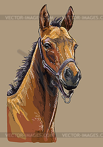 Hand drawing horse portrait 24 - vector image