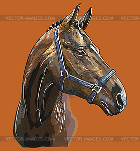 Hand drawing horse portrait 27 - vector image