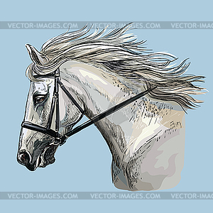 Hand drawing horse portrait 30 - vector image