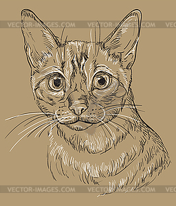 Brown cat portrait  - vector clip art