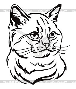 Decorative portrait of Cat  - vector image