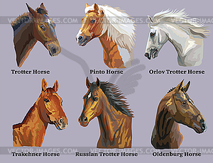 Set of portraits of horses breeds  - vector clipart