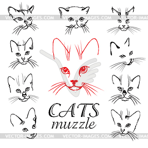 Cats muzzle set - vector image