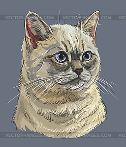 Hand drawing colorful cat  - vector image